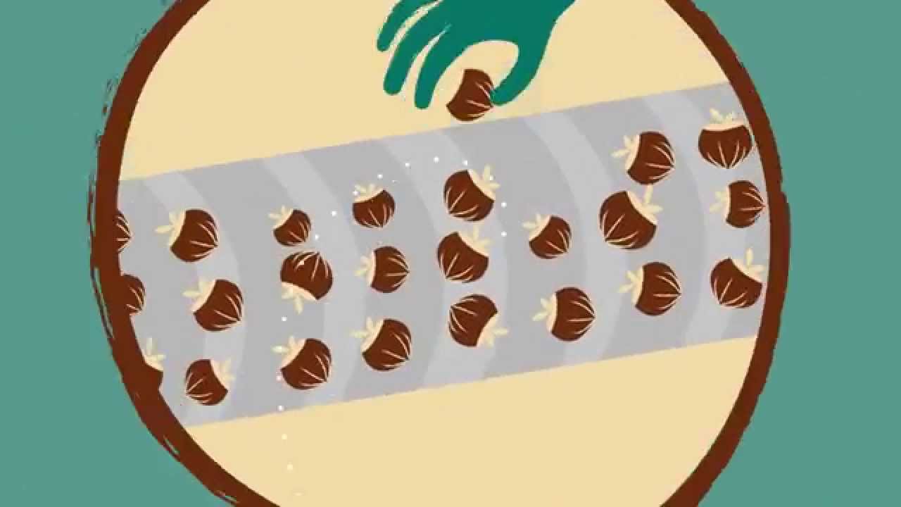 Nestlé Responsible Sourcing Standard
