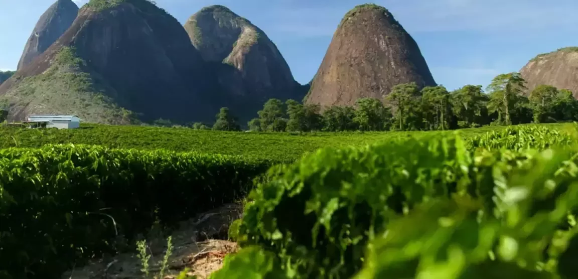 green fields 