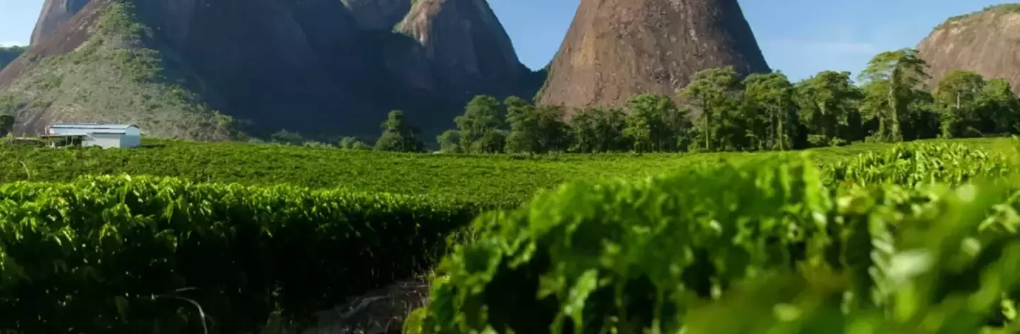 green fields 