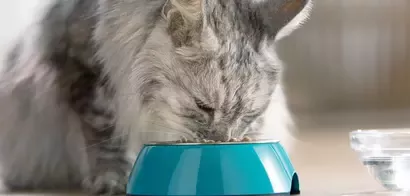 Purina ONE 