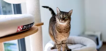 Purina ONE