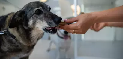 PURINA ONE toitumisakadeemia – tasuta konsultatsioonid ja kingitused 