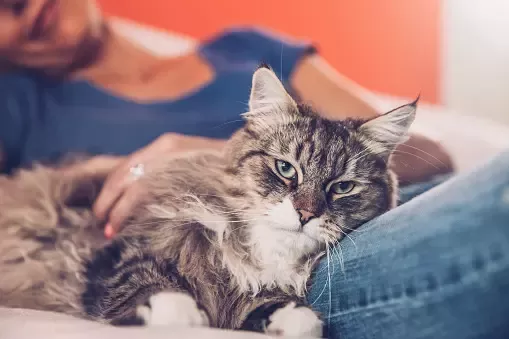 Purina One