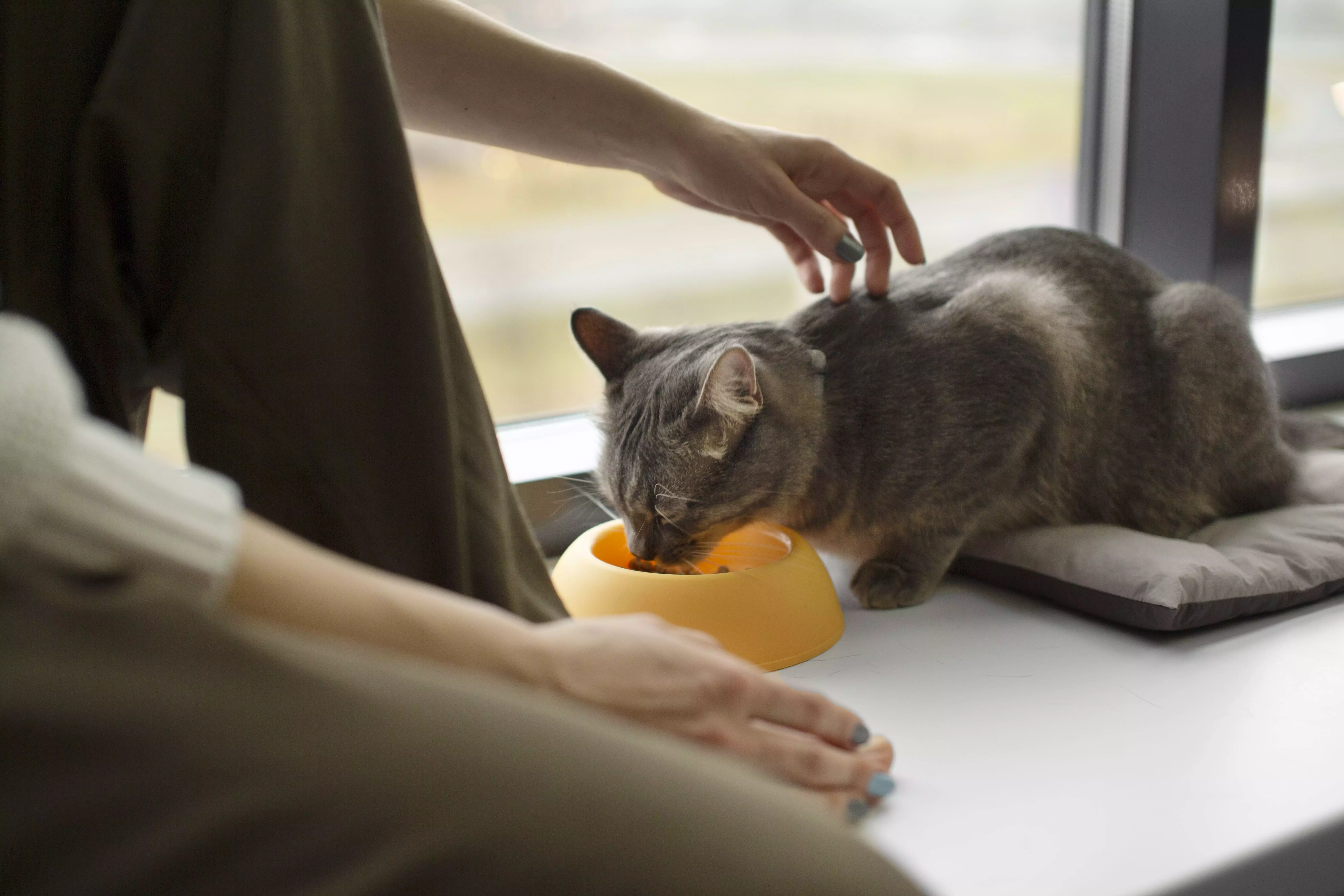 Purina ONE