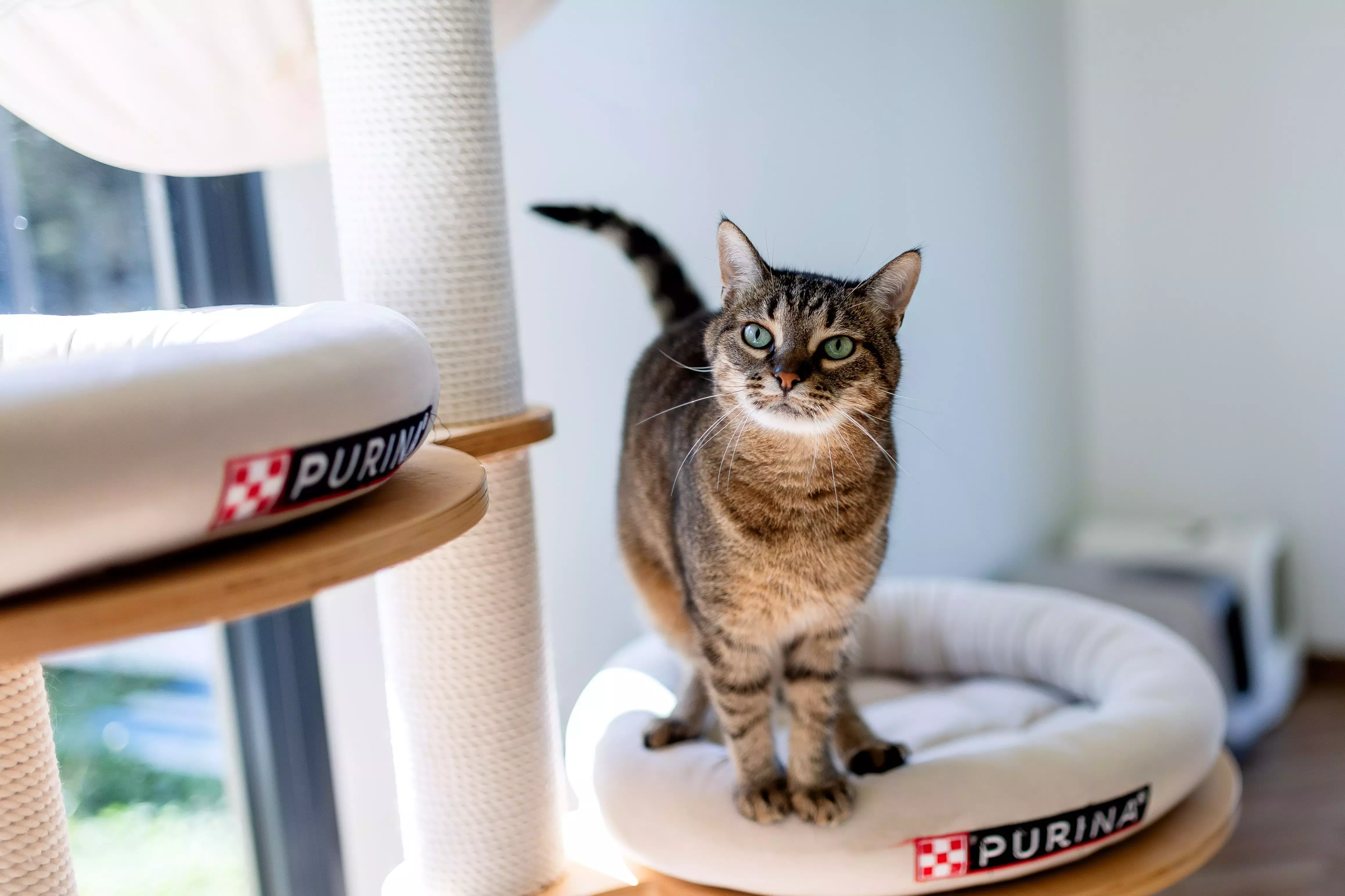 Purina ONE