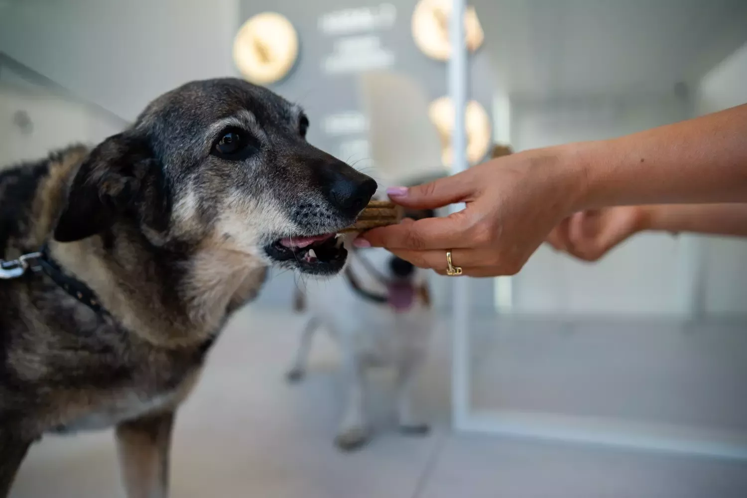 PURINA ONE toitumisakadeemia – tasuta konsultatsioonid ja kingitused