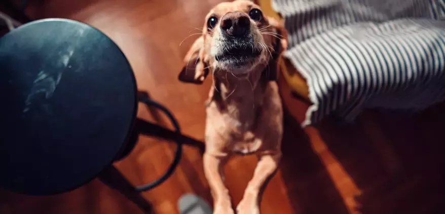 indoor games for dogs-1